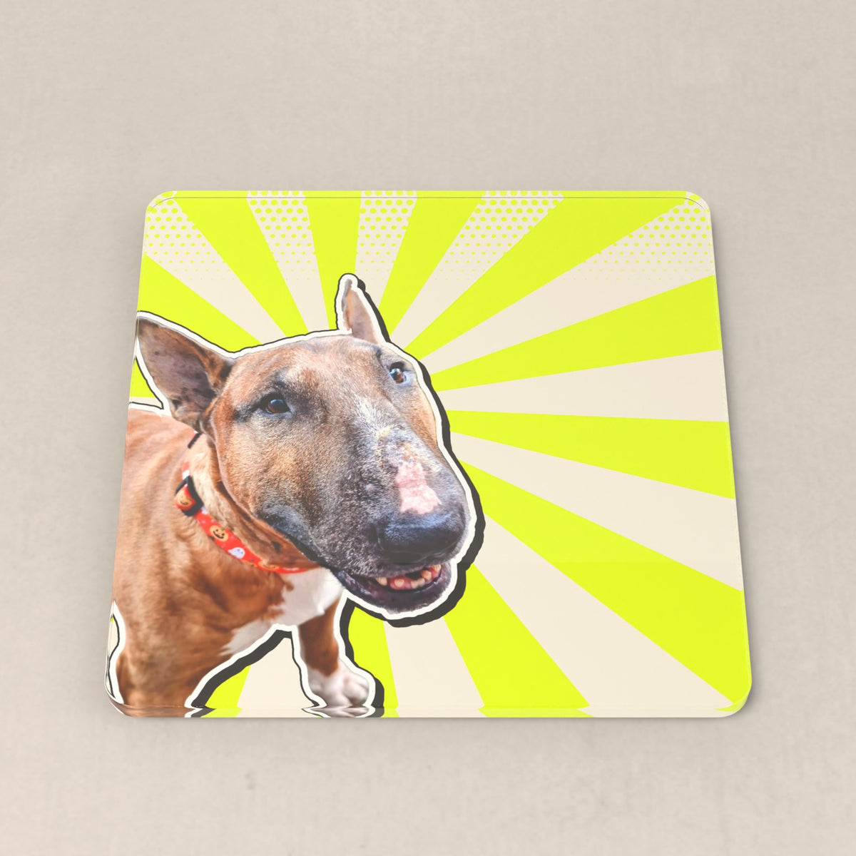 Close-up look: a brown bull terrier close-up on a neon sunburst